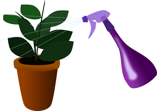 Опрыскивание комнатных растений для детей