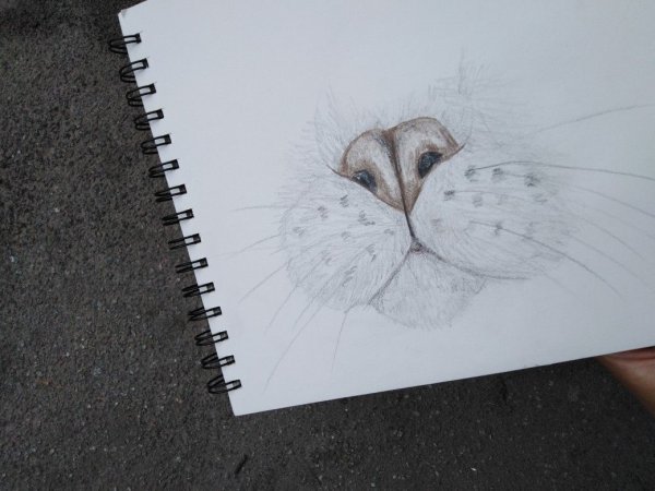 Кошачий нос зарисовки