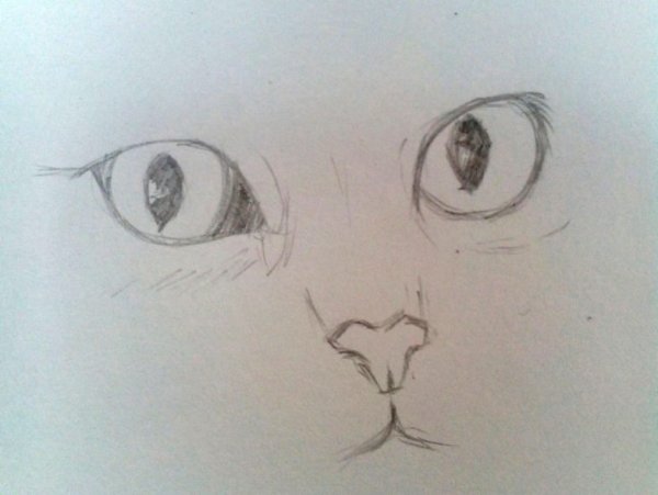 Кошачий нос зарисовки