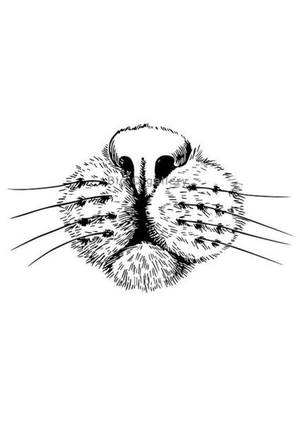 Кошачий нос зарисовки