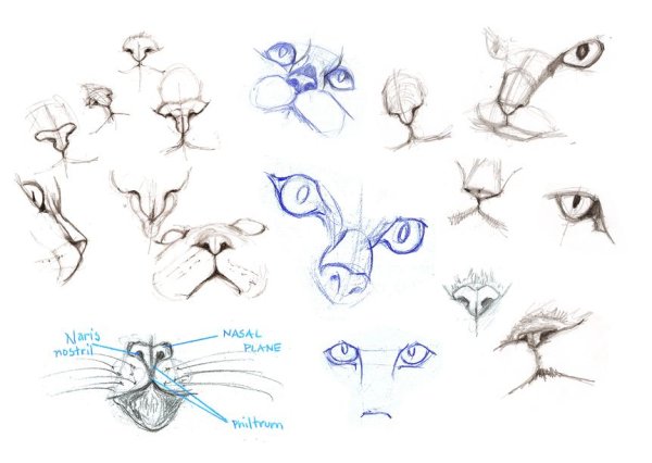 Анатомия кота для рисования морда