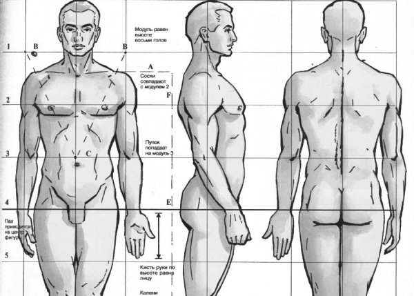 Пропорция человека для рисования сбоку