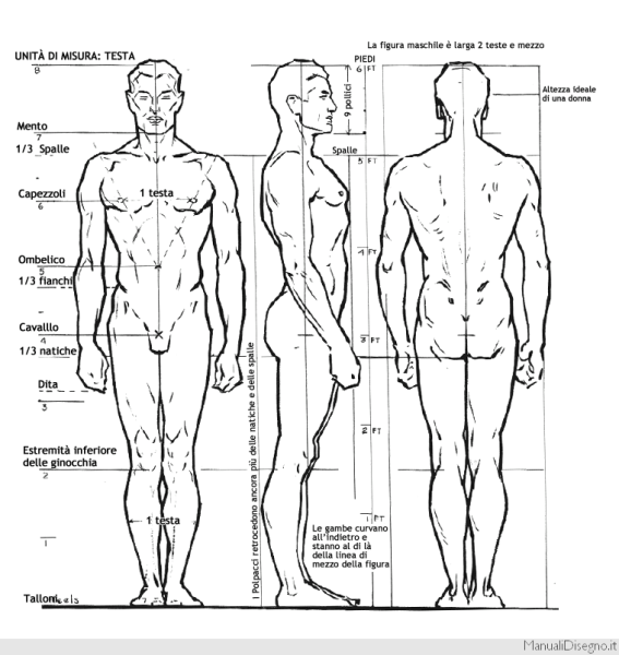 Эндрю Лумис пропорции человека