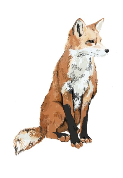 Лиса без фона