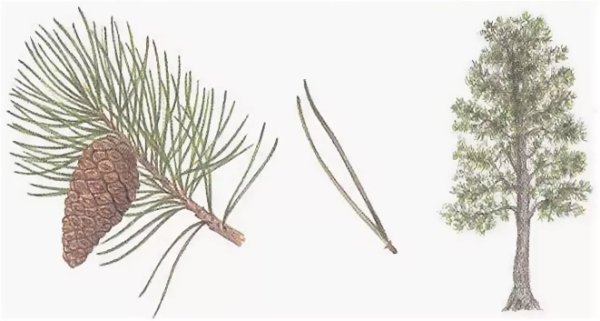 Хвоинки дерева сосна обыкновенная