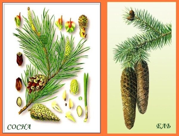Сосна обыкновенная шишки и хвоинки
