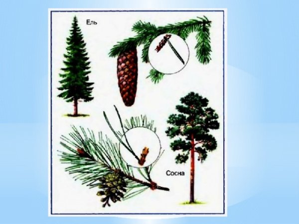 Что такое хвоинки окружающий мир