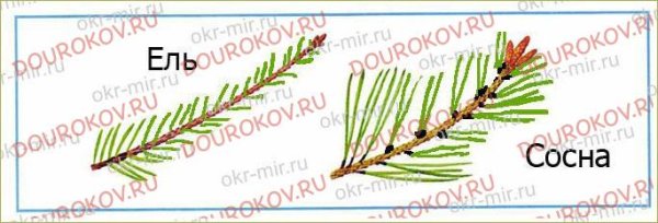 Иголки сосны рисование