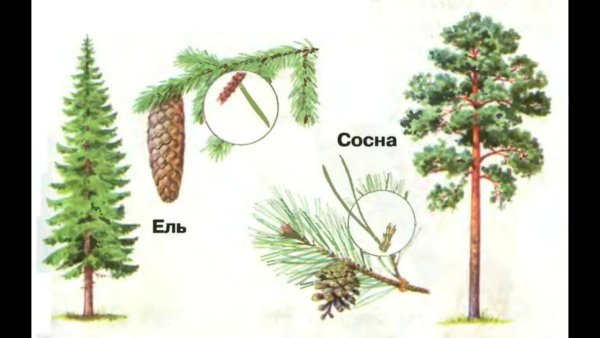 Ветка сосны