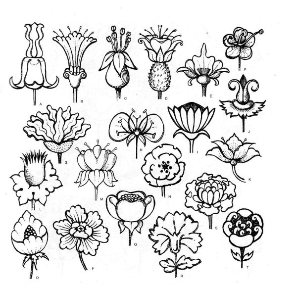 Модерн Морис кувшинки