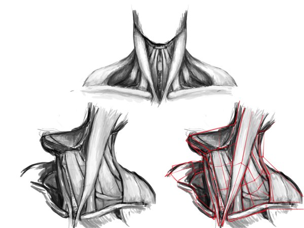 Мышцы шеи Баммес