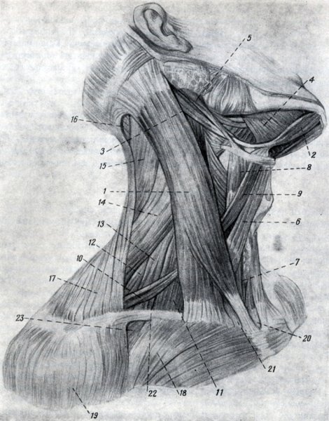 Анатомия Баммес мышцы шеи