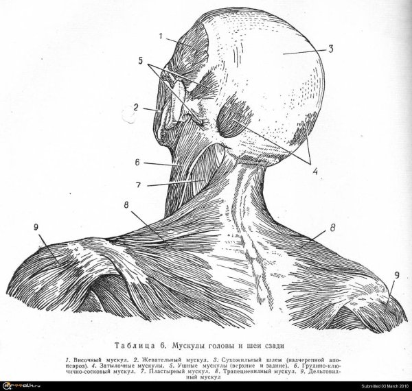 Строение головы и шеи сзади у человека