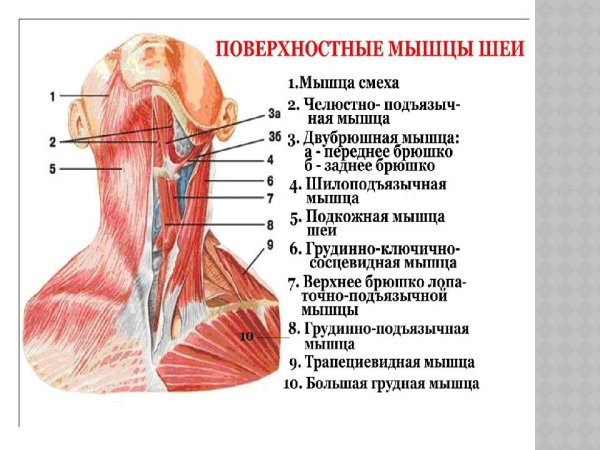 Платизма мышца шеи анатомия