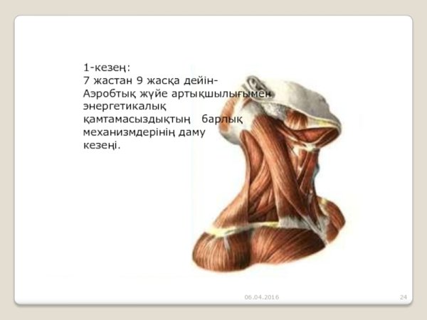 Мышцы головы и шеи Баммес