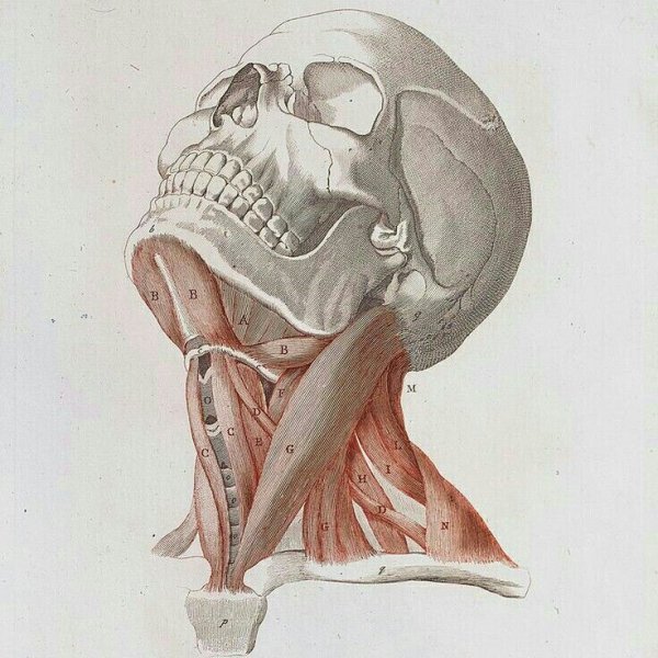 Мышцы шеи анатомия для художников