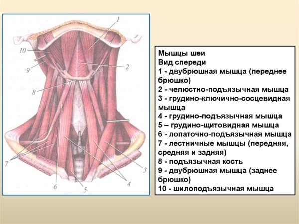 Мышцы шеи пластическая анатомия