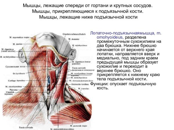 Строение мышц шеи вид спереди