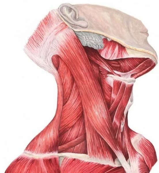 Мышцы шеи топографическая анатомия