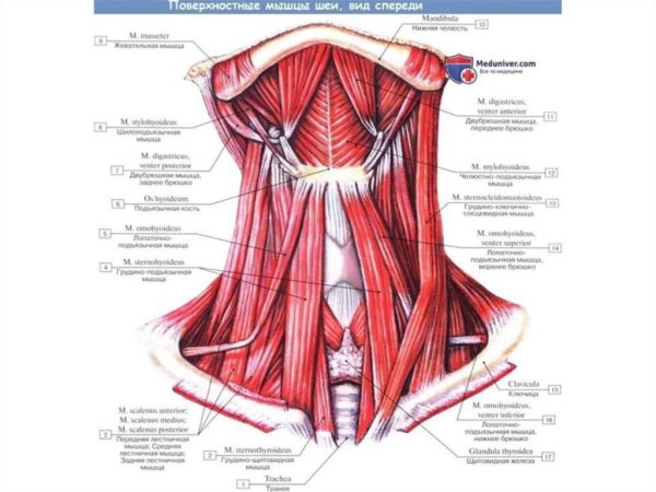 Глубокие мышцы шеи атлас