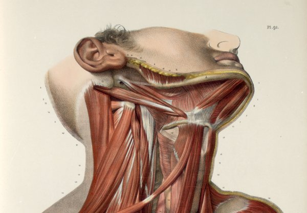 Мышцы головы шеи и туловища анатомия