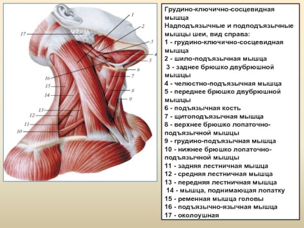 Мышцы шеи Баммес