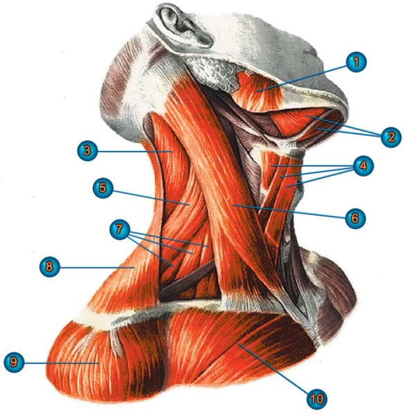 Мышцы лица анатомия Баммес