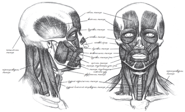 Мышцы шеи пластическая анатомия Баммес