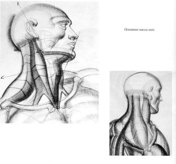 Мышцы шеи спереди анатомия глубокие