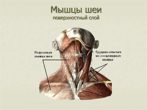 Поверхностные мышцы шеи вид сбоку