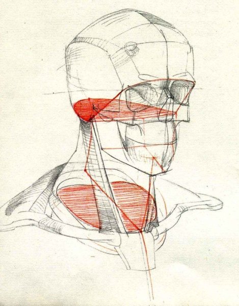 Грудино-ключично-сосковая мышца