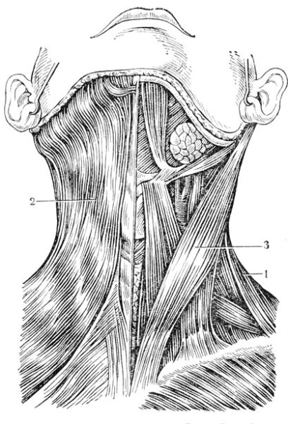 Шея референс