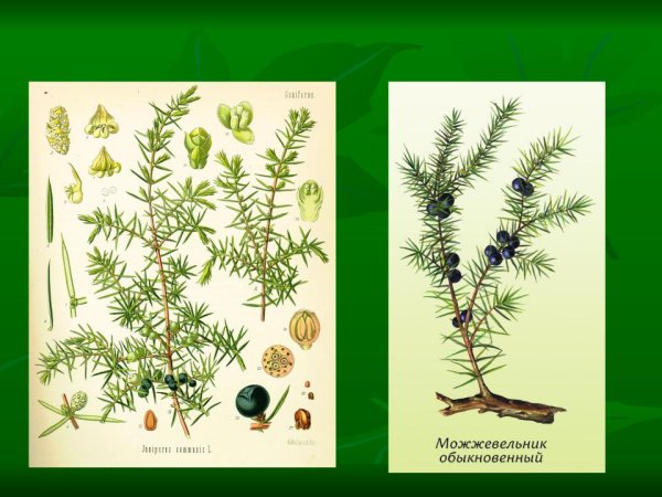 Можжевельник обыкновенный веточка