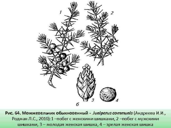 Можжевельник обыкновенный строение