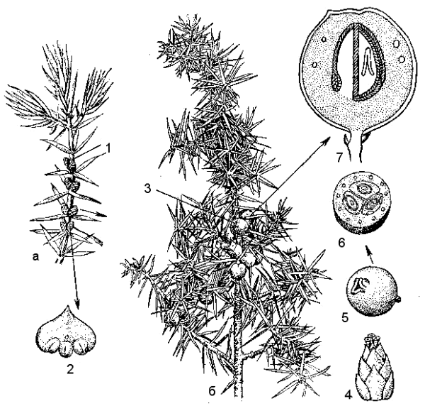 Можжевельник обыкновенный шишки строение