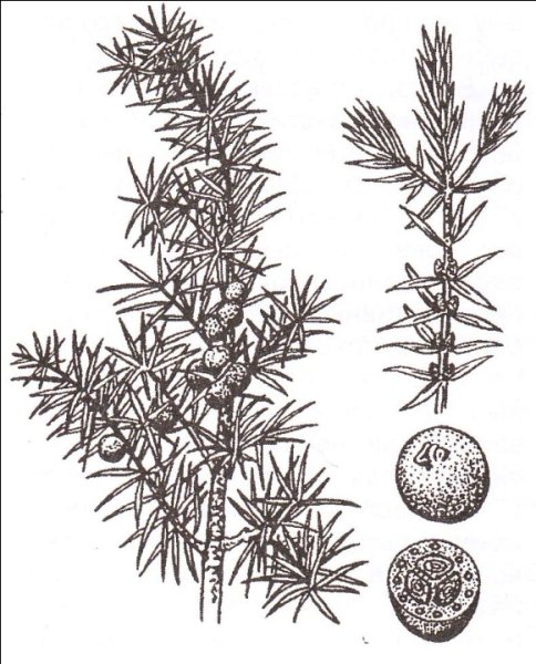 Можжевельник обыкновенный Фармсправка