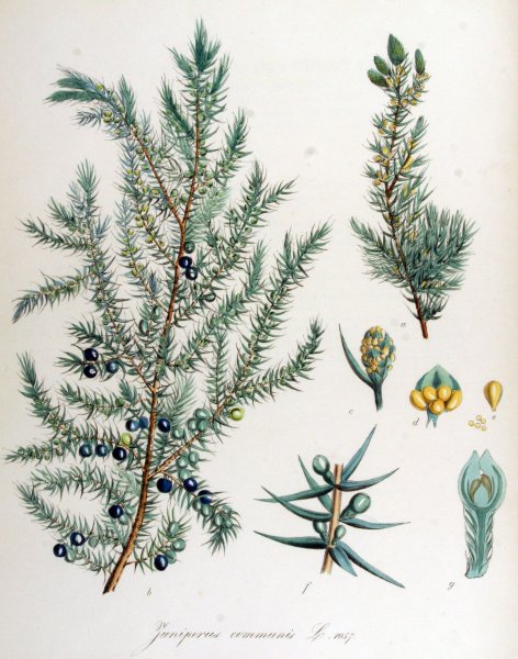 Можжевельник обыкновенная Ботаническая иллюстрация