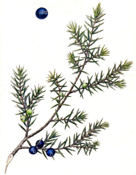 Можжевельник обыкновенный гербарий