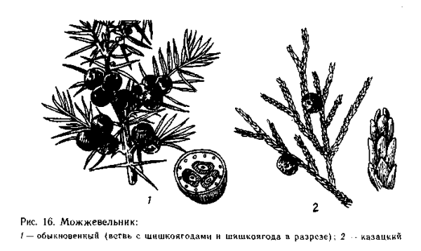 Плоды можжевельника Фармакогнозия