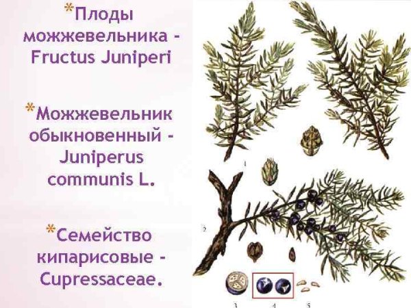 Можжевельник обыкновенный шишки строение