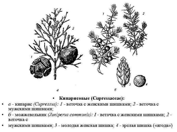 Можжевельник обыкновенный ботаника