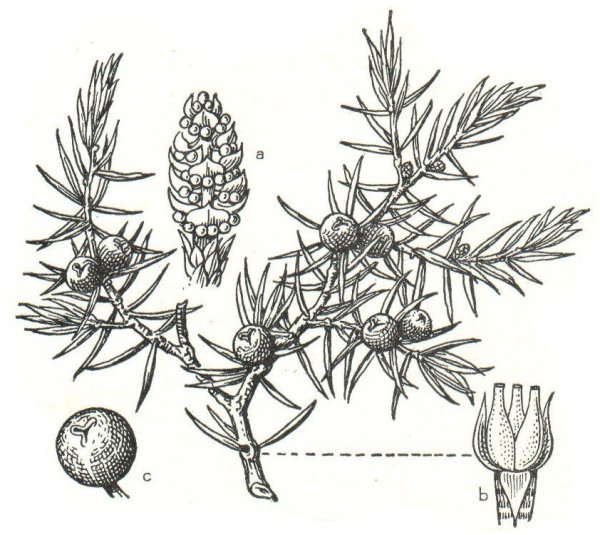 Можжевельник обыкновенный Ботаническая