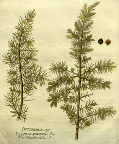 Кипарис вечнозеленый побег