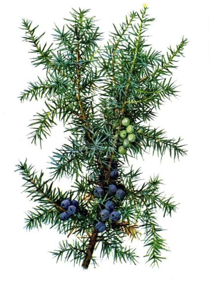 Можжевельник обыкновенный Ботаническая