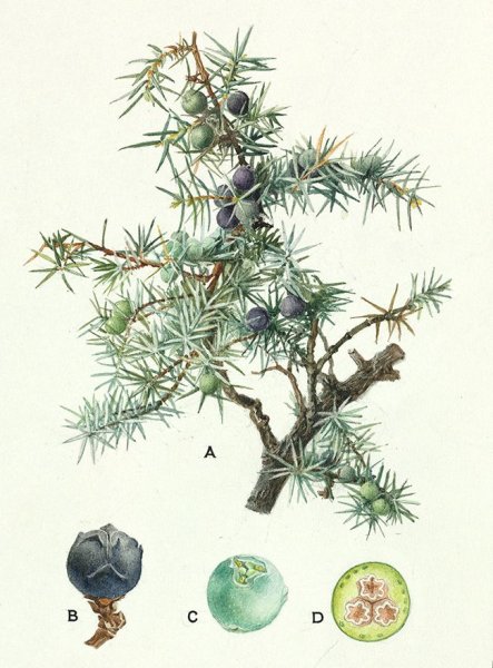 Шишка можжевельника строение