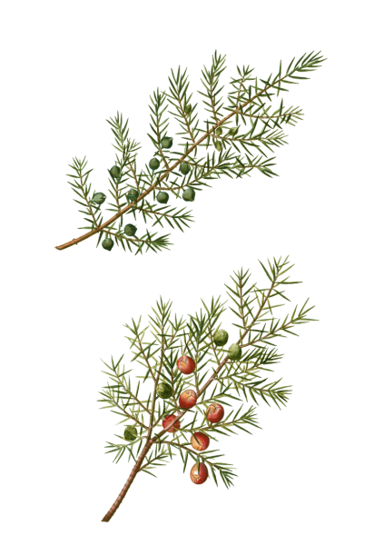 Можжевельник Сибирский