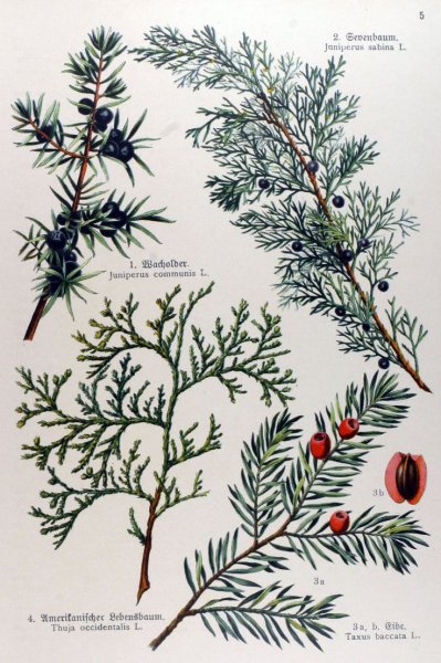 Можжевельник Ботаническая иллюстрация