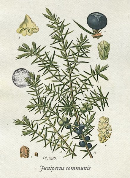 Ботаника можжевельник хвойный