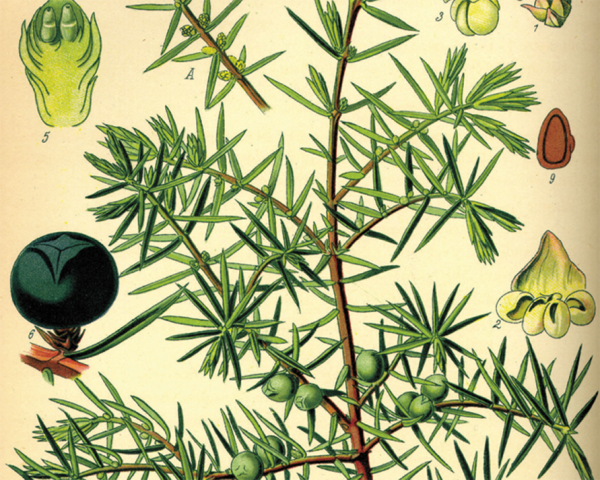 Можжевельник казацкий скетч