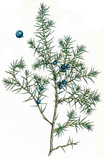 Можжевельник черно белый